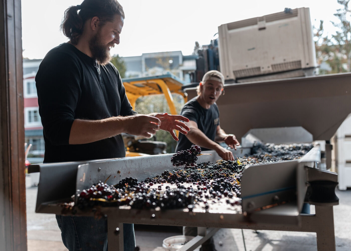 Winemakers sorting freshly harvested grapes on a conveyor belt at Lobo Hills Wine Co. for quality selection.